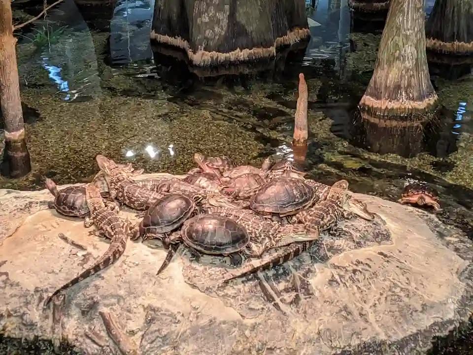 Orlando Science Center image 10