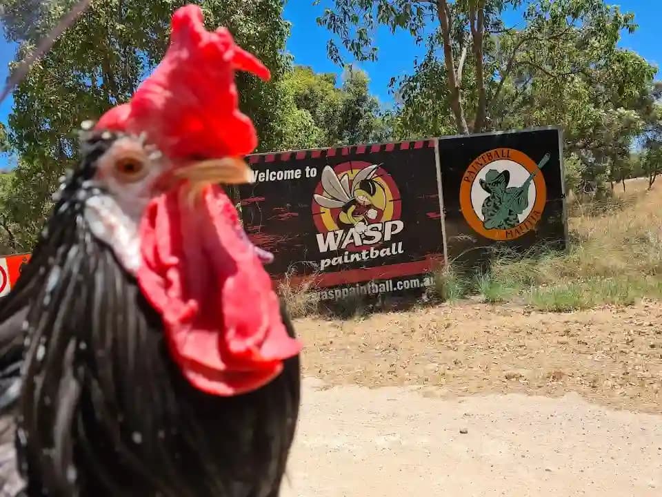 WASP Paintball Baldivis image 10