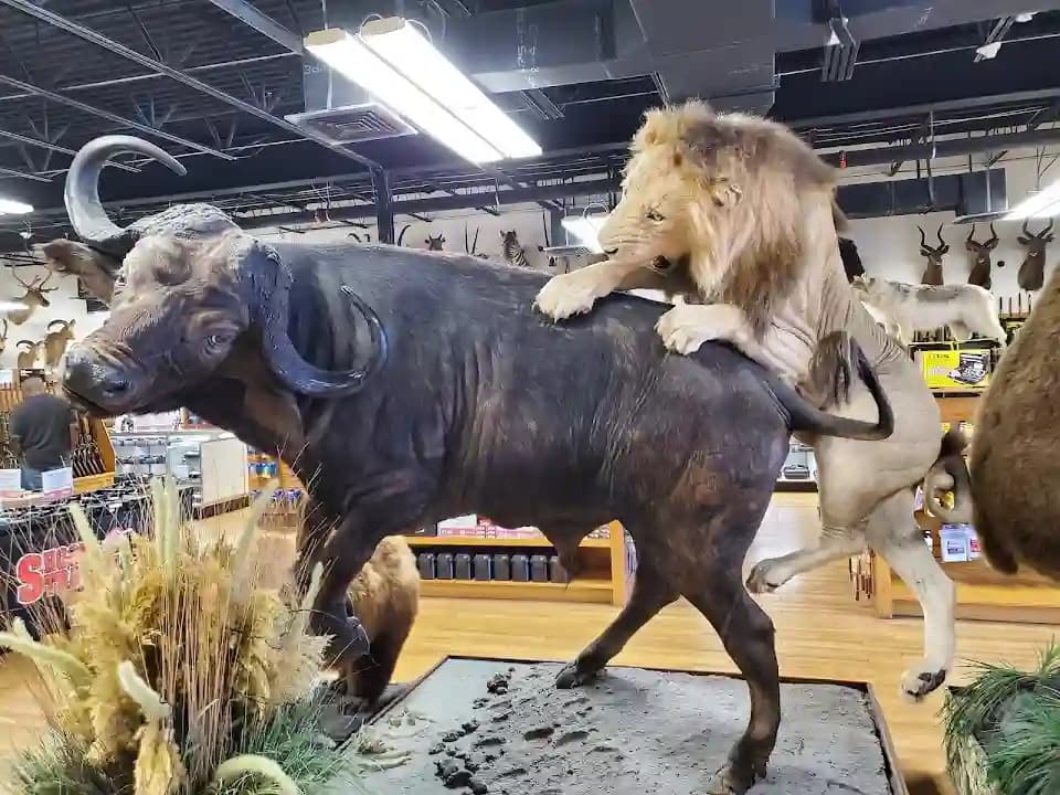 Photo of Shoot Straight Apopka shooting ranges activities in Orlando