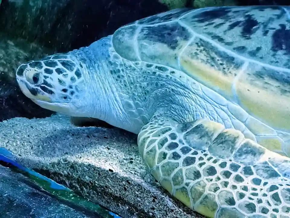 National SEA LIFE Centre Birmingham - Popular vr games destination in Birmingham