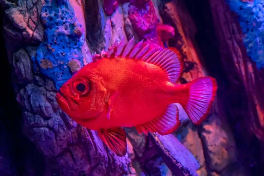 Interior view of National SEA LIFE Centre Birmingham vr games facility in Birmingham