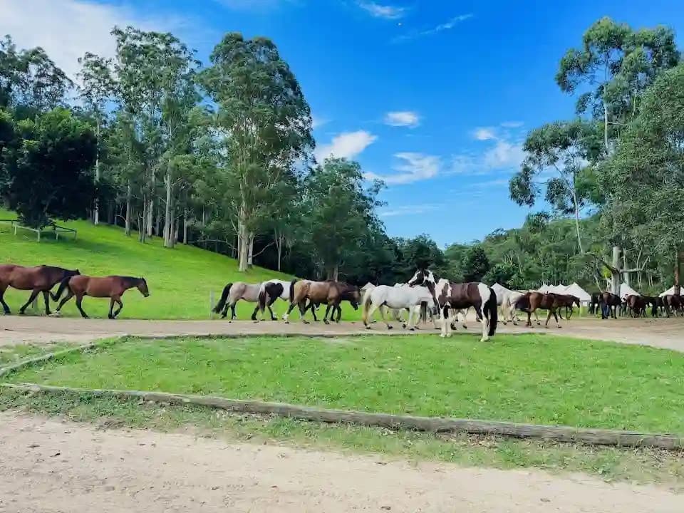 Interior view of Glenworth Valley Wilderness Adventures axe throwing facility in Sydney