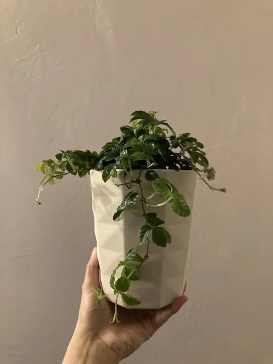 Photo of Leeds Garden Centre vr games activities in Leeds