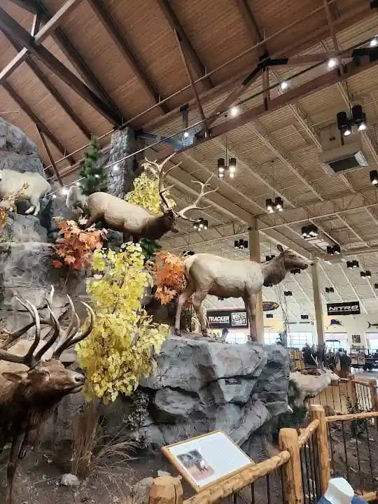 Cabela's - Popular shooting ranges destination in Chicago